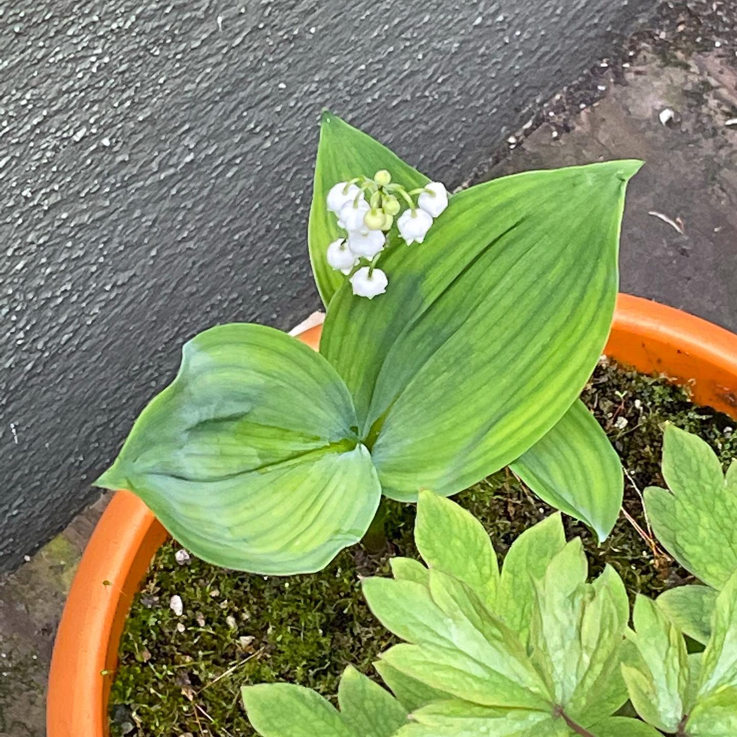 Wow, took three years and finally blooming! So cute! 🥰